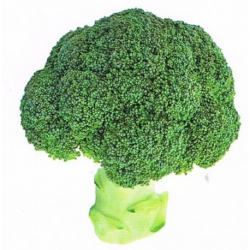 Brokuł Sirtaki F1 2500 nasion st